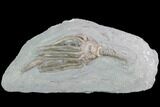 Crinoid (Macrocrinus) Fossil - Crawfordsville, Indiana #99936-1